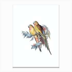 Vintage Princess Parakeet Parrot Bird Illustration on Pure White n.0057 Canvas Print