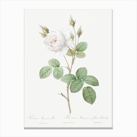 White Moss Rose, Pierre Joseph Redoute Canvas Print