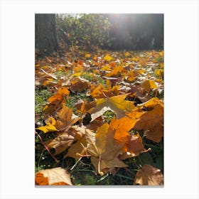 Autumn Leaves On The Ground 3 Canvas Print