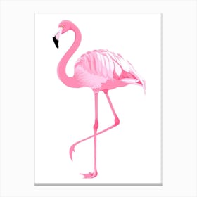 Pink Flamingo Canvas Print