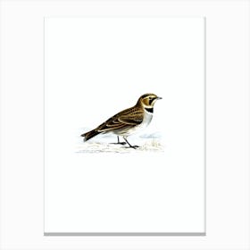 Vintage Horned Lark Bird Illustration on Pure White n.0017 Canvas Print