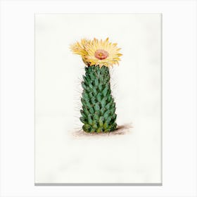Cactus Flower 6 Canvas Print