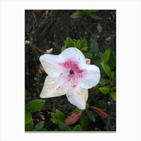 Floral Garden in Kodaikanal, India. Photograph 13 Canvas Print