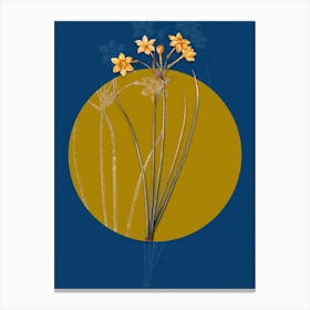 Vintage Botanical Rush Daffodil on Circle Yellow on Blue Canvas Print