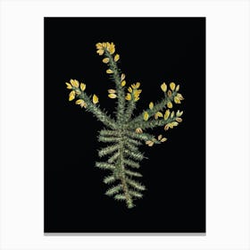 Vintage Yellow Gorse Flower Botanical Illustration on Solid Black n.0473 Canvas Print