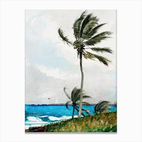 Palm Tree, Nassau, Winslow Homer Canvas Print