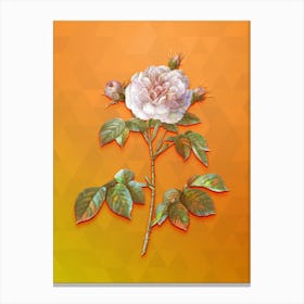 Vintage Rosa Alba Botanical Art on Tangelo n.1143 Canvas Print