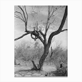 Tire On Branch Of Tree Near Harlingen, Texas By Russell Lee Canvas Print