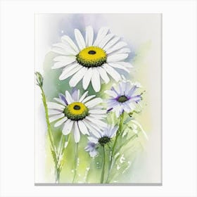 Oxeye Daisy Wildflower Watercolour Canvas Print