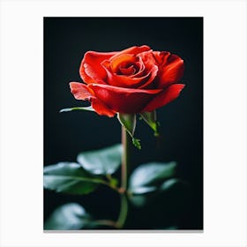 Red Rose On Black Background 70 Canvas Print