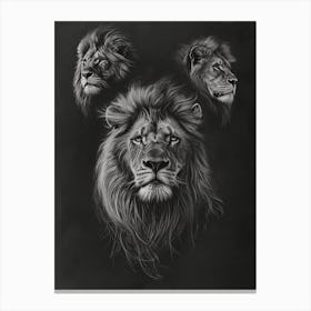 Barbary Lion Charcoal Drawing 2 Canvas Print