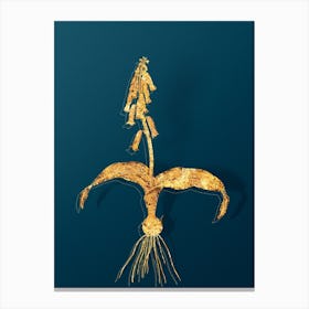 Vintage Watsonia Botanical in Gold on Teal Blue n.0306 Canvas Print