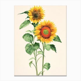 Sunflower 1 Vintage Flowers Flower Canvas Print