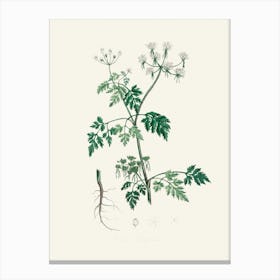 Vintage Botanical John Stephenson and James Morss Churchill Art Print_2731688 Canvas Print