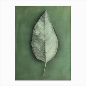 Leaf On A Green Background 1 Canvas Print