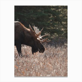 Moose Grazing In Meadow Canvas Print