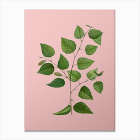 Vintage Paper Birch Botanical on Soft Pink n.0422 Canvas Print