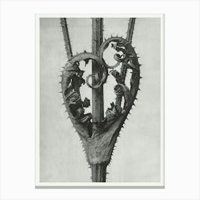 Cutleaf Teasel, Karl Blossfeldt Canvas Print