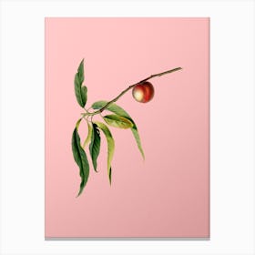 Vintage Peach Botanical on Soft Pink n.0168 Canvas Print