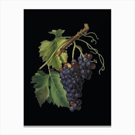 Vintage Black Grape Botanical Illustration on Solid Black n.0569 Canvas Print
