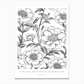 Portulaca B&W Vintage Botanical Poster Canvas Print