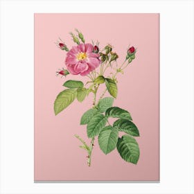 Vintage Harsh Downy Rose Botanical on Soft Pink n.0897 Canvas Print