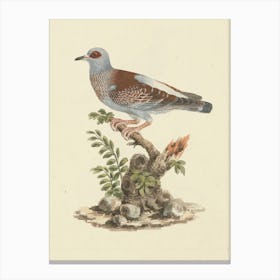 Speckled Pigeon, African Rock Pigeon, Luigi Balugani Canvas Print