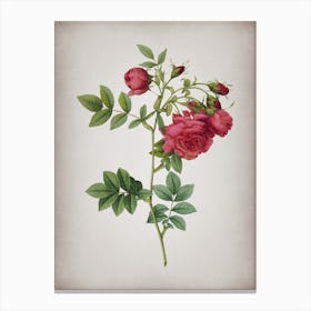 Vintage Turnip Roses Botanical on Parchment n.0186 Canvas Print
