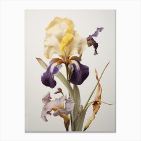 Pressed Wildflower Botanical Art Iris 2 Canvas Print