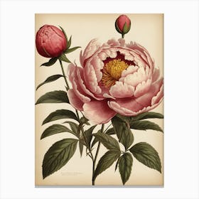 Peony 1 Canvas Print