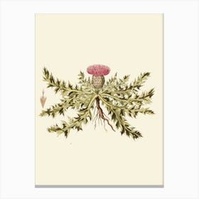 Thistle 4 Canvas Print