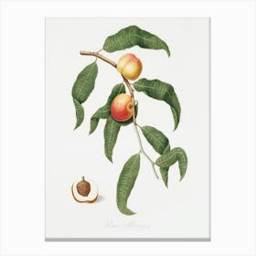 Peach (Persica Alberges) From Pomona Italiana (1817 1839), Giorgio Gallesio Canvas Print