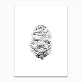 Larch cone No 87 by Aga Szafranska Canvas Print