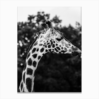 Wild Giraffe 1 Bw Canvas Print