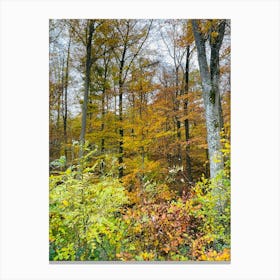 Autumn Forest Photo Canvas Print