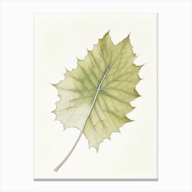 Sycamore Leaf Canvas Print