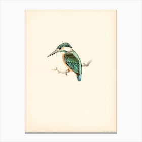 Kingfisher 8 Canvas Print