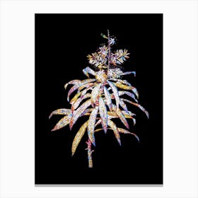 Stained Glass Pleomele Mosaic Botanical Illustration on Black n.0259 Canvas Print