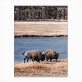 Bison Along River Canvas Print