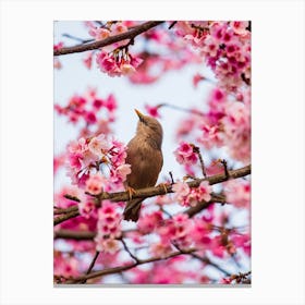 Cherry Blossoms 2 Canvas Print