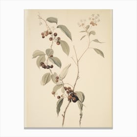 Red Berry Plant Sketch Canvas Print