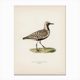 Grey Plover, The Von Wright Brothers Canvas Print