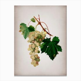 Vintage Muscat Grape Botanical on Parchment Canvas Print