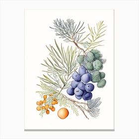 Juniper Berry Spices And Herbs Pencil Illustration 4 Canvas Print