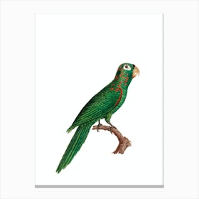 Vintage Red Spectacled Amazon Parrot Bird Illustration on Pure White Canvas Print