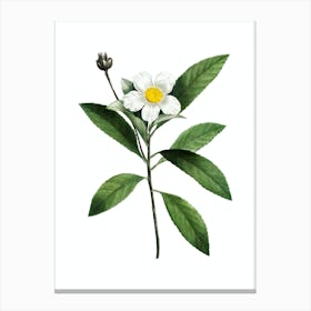 Vintage Loblolly Bay Botanical Illustration on Pure White n.0402 Canvas Print