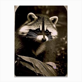 Honduran Raccoon Vintage Photography Canvas Print