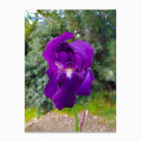 Purple Iris 20200126 50ppub Canvas Print