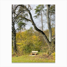 Bench In The Woods Canvas Print