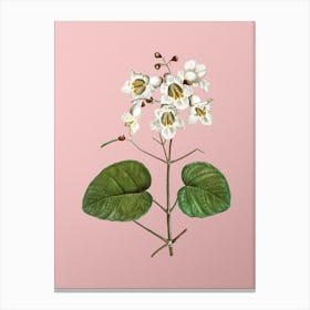 Vintage Catalpa Cordifolia Flower Botanical on Soft Pink Canvas Print